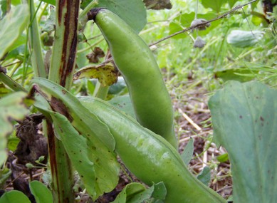 090513soramame.jpg